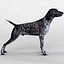 German Shorthaired Pointer Kurzhaar