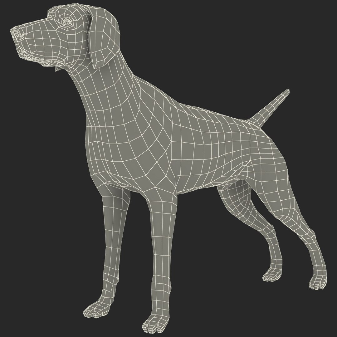 max german shorthaired pointer https://p.turbosquid.com/ts-thumb/6h/jr52sa/ZyDqlSjo/123604_german_shorthaired_pointer_kurzhaar_015/jpg/1361979878/1920x1080/fit_q87/626106d34b1d080f2a51c4511a90630a7ae39c2b/123604_german_shorthaired_pointer_kurzhaar_015.jpg