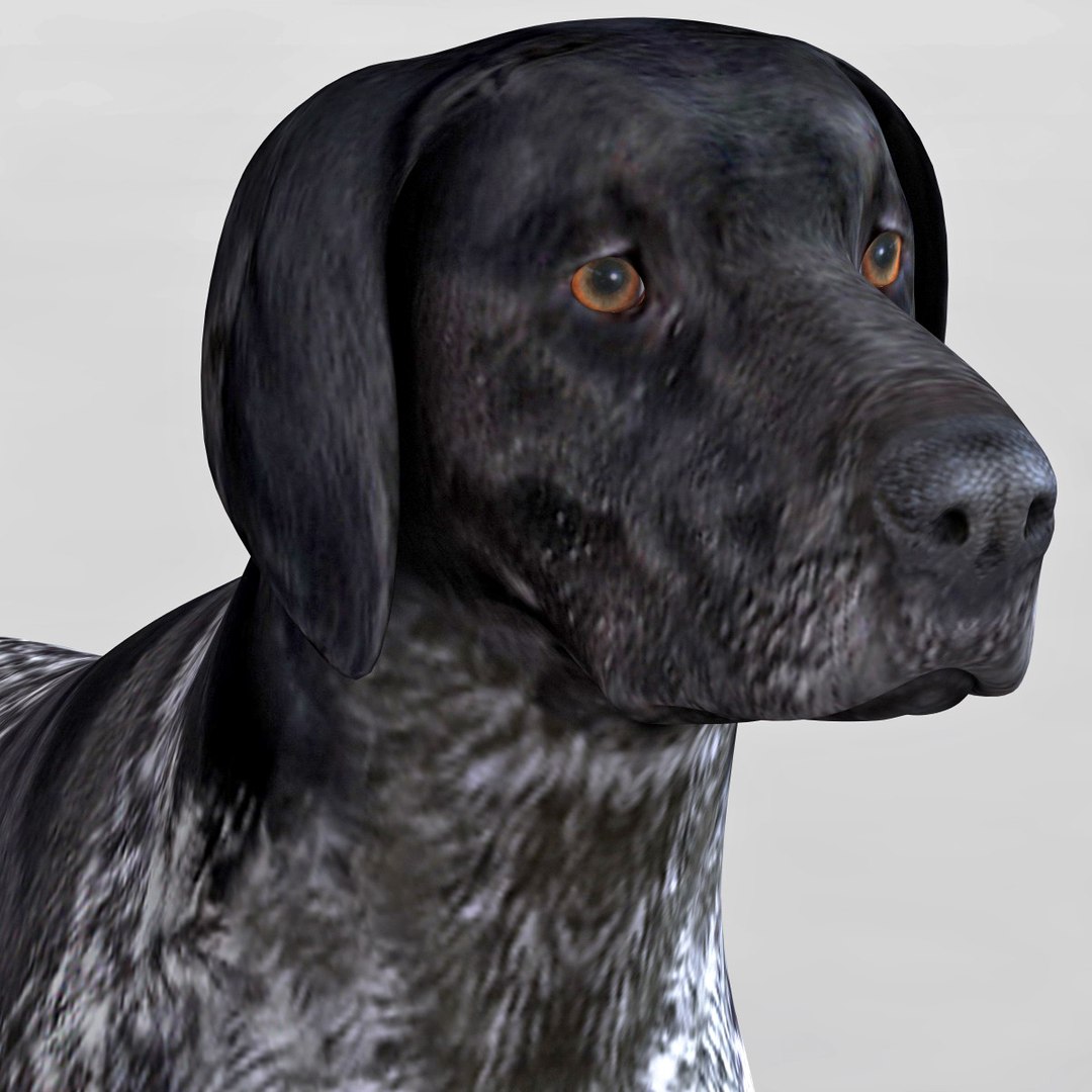 max german shorthaired pointer https://p.turbosquid.com/ts-thumb/6h/jr52sa/a4DOAJjW/124473_german_shorthaired_pointer_kurzhaar_010/jpg/1361979908/1920x1080/fit_q87/940cbac5f71c8ff390708da0f56c86d94b92df10/124473_german_shorthaired_pointer_kurzhaar_010.jpg