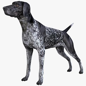 max german shorthaired pointer