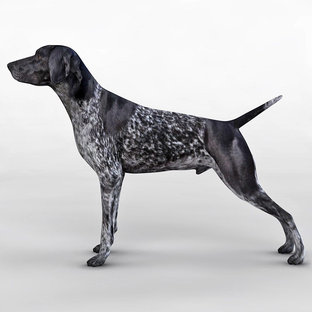 max german shorthaired pointer https://p.turbosquid.com/ts-thumb/6h/jr52sa/mXmxvRIq/124466_german_shorthaired_pointer_kurzhaar_003/jpg/1361979899/1920x1080/fit_q87/f237bf8c95a32ea2758a20c7e56bc245af8b53c9/124466_german_shorthaired_pointer_kurzhaar_003.jpg