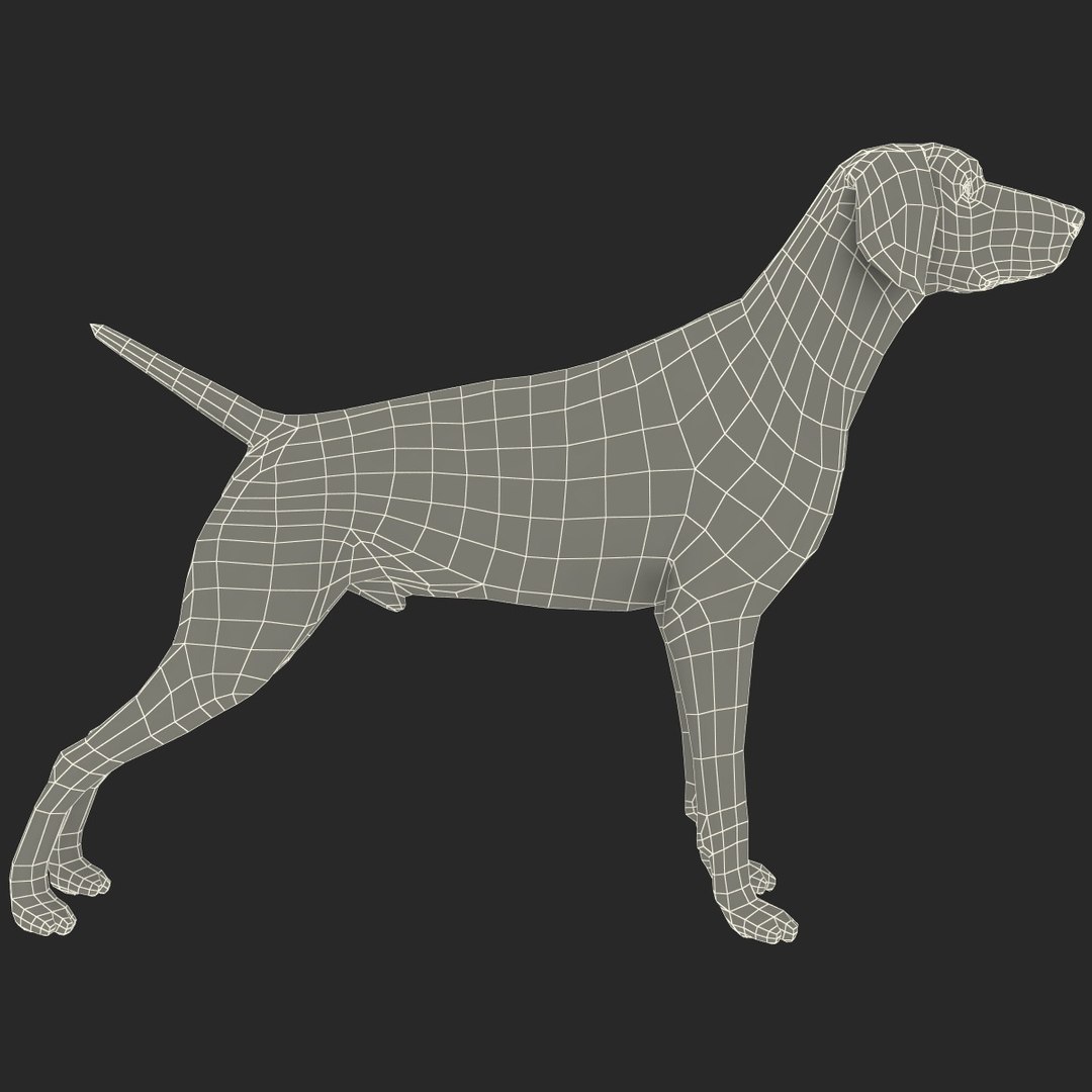 max german shorthaired pointer https://p.turbosquid.com/ts-thumb/6h/jr52sa/oap84Ast/123606_german_shorthaired_pointer_kurzhaar_017/jpg/1361979887/1920x1080/fit_q87/3ce27ef619fa31d9735748603bb59850a0581024/123606_german_shorthaired_pointer_kurzhaar_017.jpg