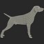 German Shorthaired Pointer Kurzhaar