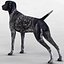 German Shorthaired Pointer Kurzhaar