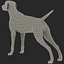 German Shorthaired Pointer Kurzhaar