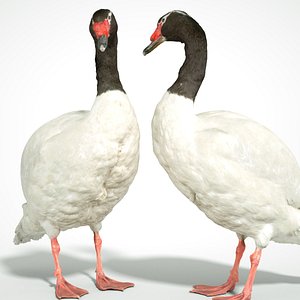 Black Neck Swan