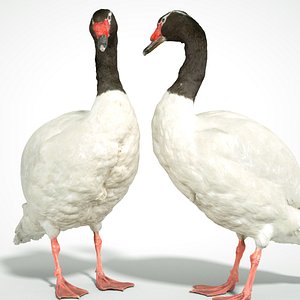 Black Neck Swan
