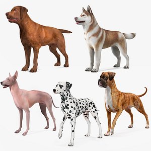 Large Dogs Rigged for Maya Collection 3