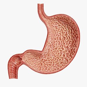 Human Stomach - Cross-Section