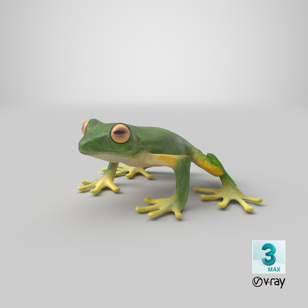 3ds tree frog https://p.turbosquid.com/ts-thumb/6i/8fX4oY/DA/stemcell_max_vray_render/png/1658128583/1920x1080/fit_q87/0b59d6c8f20310dbf63fe357a72344b88afb8c59/stemcell_max_vray_render.jpg