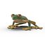 Tree Frog