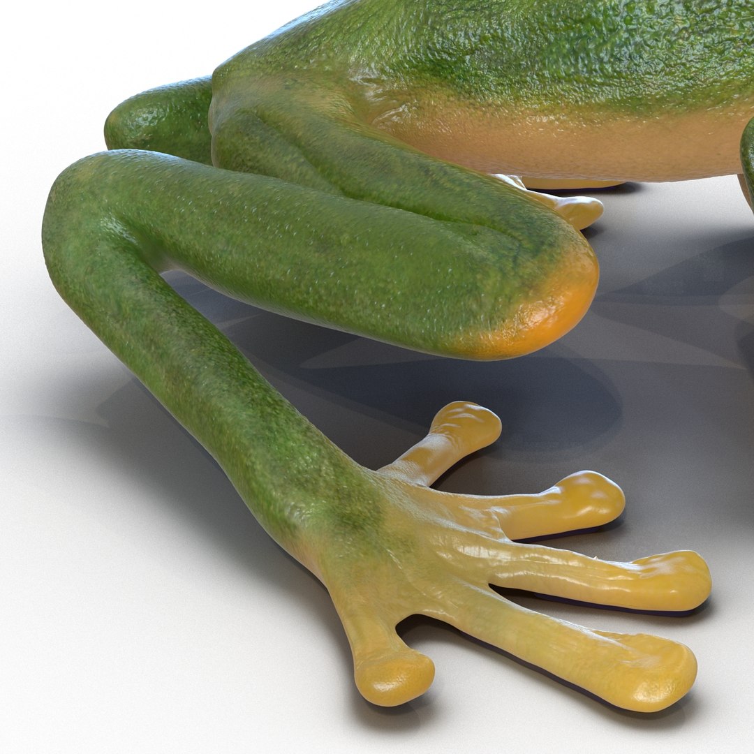 3ds tree frog https://p.turbosquid.com/ts-thumb/6i/8fX4oY/GN2y4GIN/treefrog3dmodel14/jpg/1455273065/1920x1080/fit_q87/c0a638379cdf5f1eee76055cf4527c5152ab4e01/treefrog3dmodel14.jpg