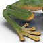Tree Frog