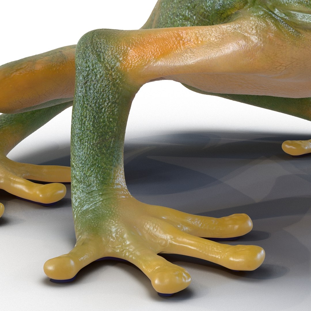 3ds tree frog https://p.turbosquid.com/ts-thumb/6i/8fX4oY/NRvVPPe8/treefrog3dmodel13/jpg/1455273065/1920x1080/fit_q87/2af1c948f2752bce9824195aa7f777f2d82056ee/treefrog3dmodel13.jpg