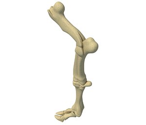 animal leg 3D model