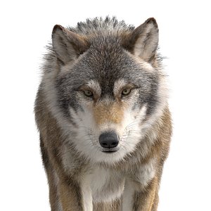 Wolf Animation 3D model