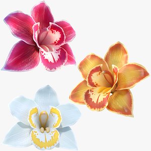 Orchids Cymbidium Flower - High-Quality 3D Model for Realistic Rendering