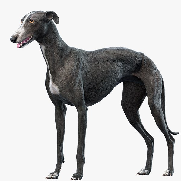 greyhound signature 09
