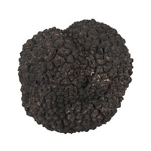 Highly Detailed Truffle Scan