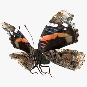 Animated Flight Red Admirable Butterfly Rigged