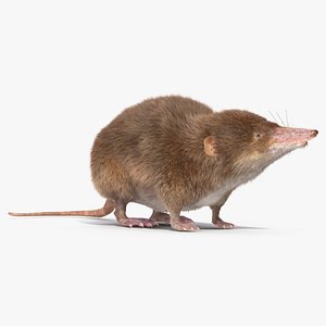 3D Shrew Idle Pose Fur