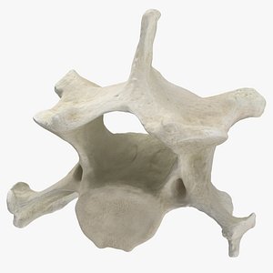 Domestic Cat Cervical Vertebrae C4 3D model