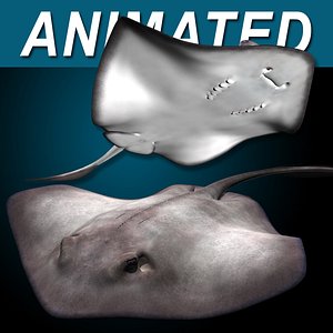 3d realistic stingray model