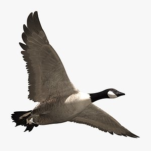 goose feathers animation 3d model