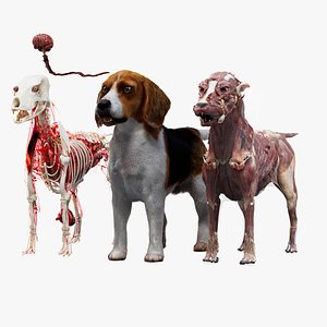 Beagle Dog Anatomy 3D