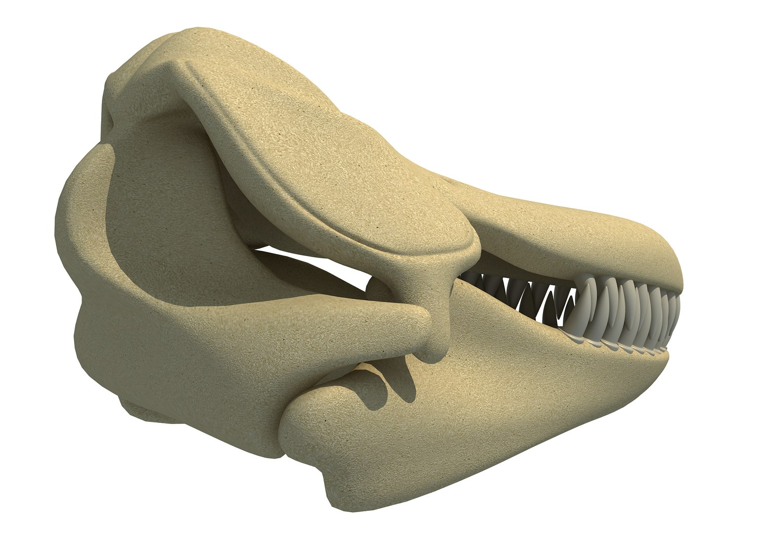3D model killer whale orca skull skeleton https://p.turbosquid.com/ts-thumb/6i/yf17c1/HZ26PIw2/killerwhaleskull0002/jpg/1498090276/1920x1080/fit_q87/807273b7b7aa2ef5611e0184d6f43105ce4e6bc4/killerwhaleskull0002.jpg