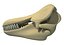 Killer Whale Orca Skull