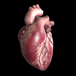 heart 3d model