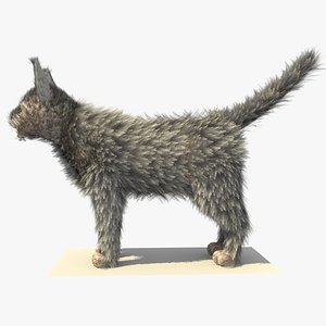 Grey Cat with FUR