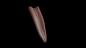 3d animal tongue