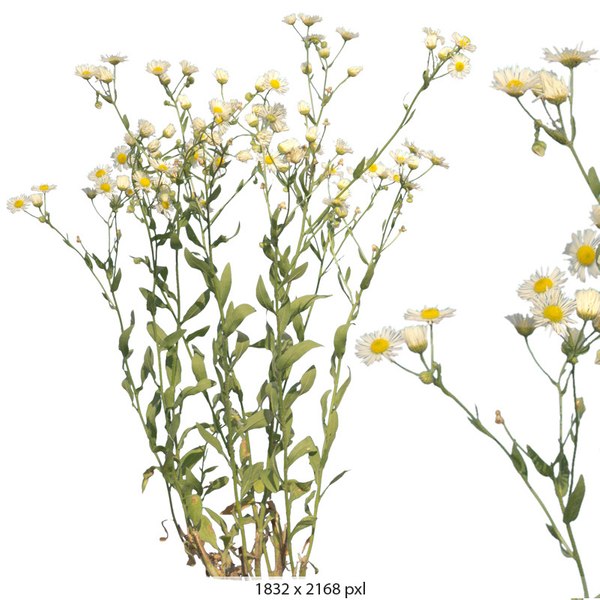 Texture PNG meadow collection plant