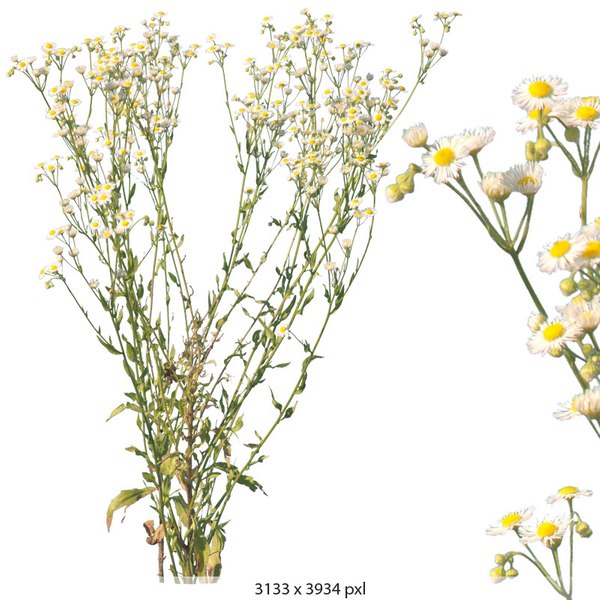 Texture PNG meadow collection plant