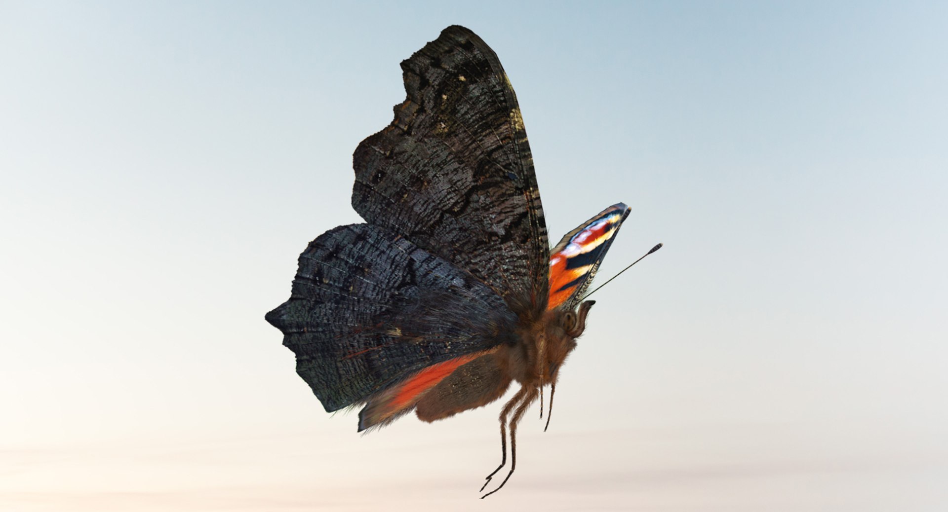3D Peacock Butterfly Flying Pose - TurboSquid 1190647