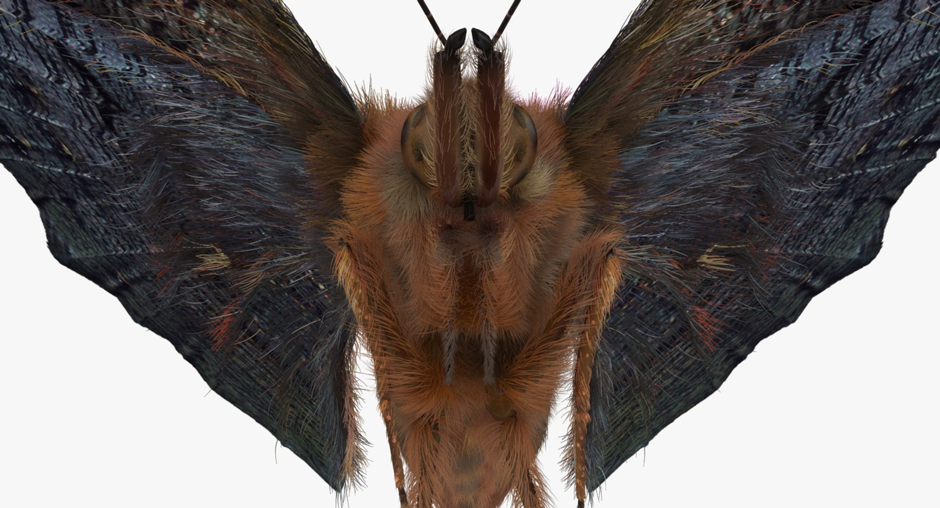 3D Peacock Butterfly Flying Pose - TurboSquid 1190647