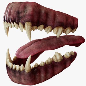 3D Realistic Wolf Mouth Anatomy