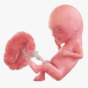 3D Fetus Week 12 Animated model