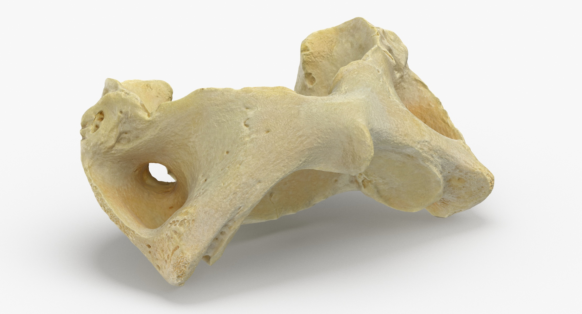 domestic pig sus domesticus 3D model https://p.turbosquid.com/ts-thumb/6k/918PuY/RcKY3VPZ/0000/jpg/1591097134/1920x1080/turn_fit_q99/140714163ddebfe4ff61f09867ecf7e267ba57d8/0000-1.jpg