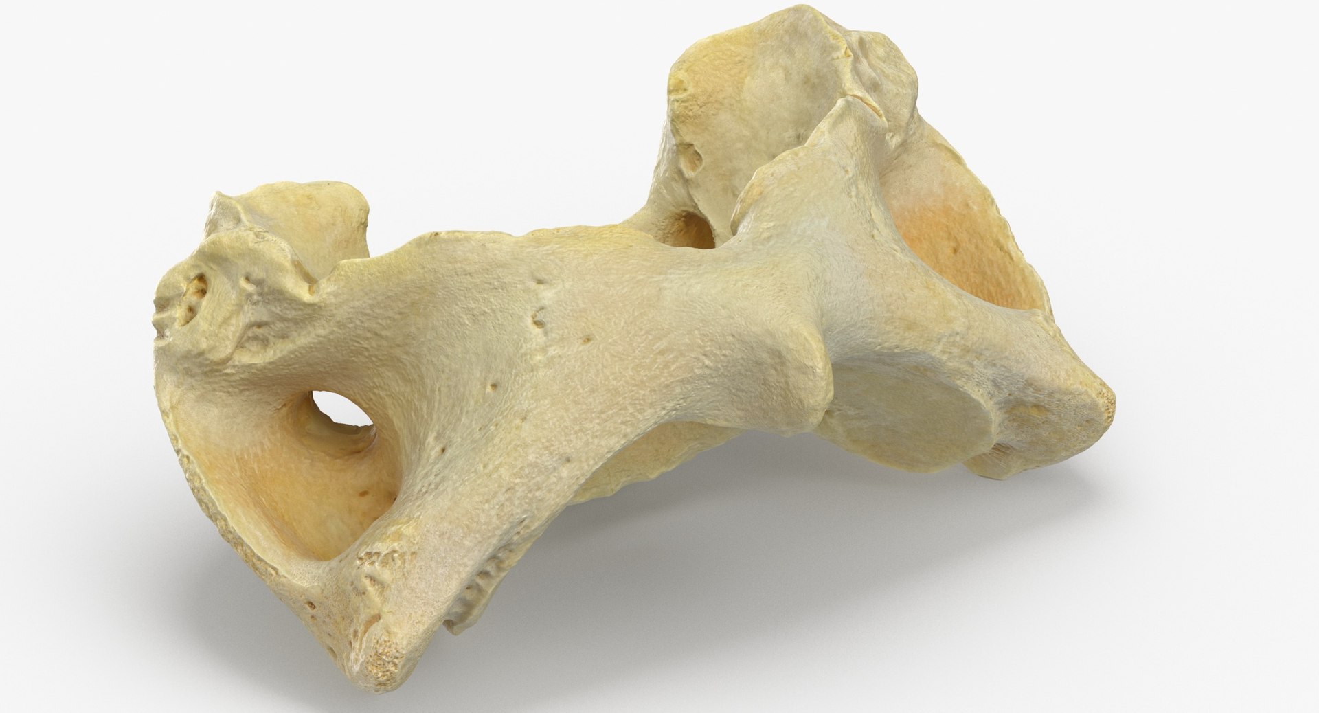 domestic pig sus domesticus 3D model https://p.turbosquid.com/ts-thumb/6k/918PuY/SvFW9YGf/domestic_pig_sus_domesticus_cervical_vertebrae_c1_atlas_01_thumbnail_0003/jpg/1591097088/1920x1080/fit_q87/260d79d62005d4d3dc320c271a43a2582b75b260/domestic_pig_sus_domesticus_cervical_vertebrae_c1_atlas_01_thumbnail_0003.jpg