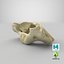 Vertebre cervicali Real Sus Domesticus Sus Domesticus C1 Atlas 01