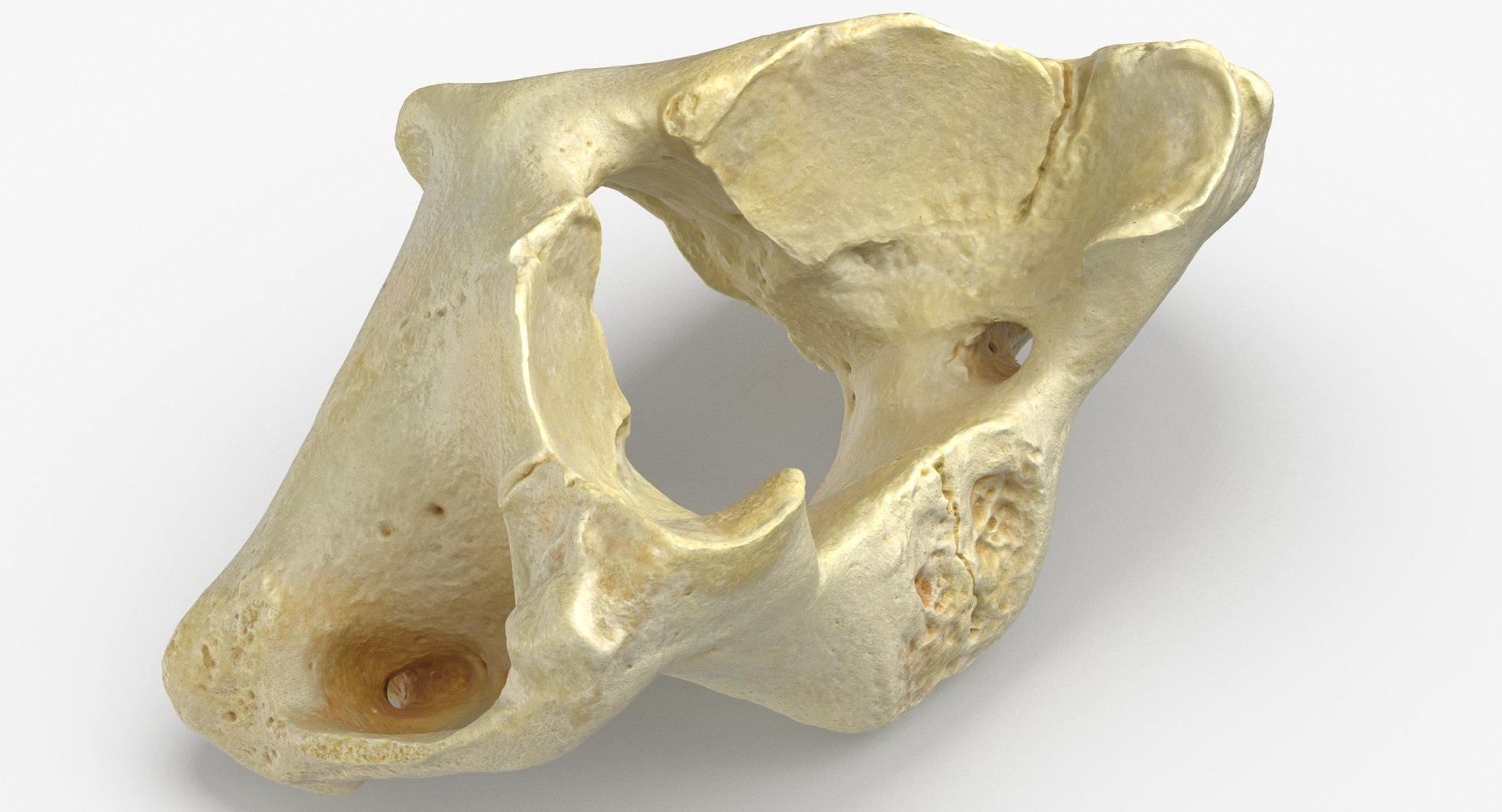 domestic pig sus domesticus 3D model https://p.turbosquid.com/ts-thumb/6k/918PuY/n9dtziMl/domestic_pig_sus_domesticus_cervical_vertebrae_c1_atlas_01_thumbnail_0005/jpg/1591097088/1920x1080/fit_q87/36cff75fd8887b37ec32c57a59a8a5ac10626543/domestic_pig_sus_domesticus_cervical_vertebrae_c1_atlas_01_thumbnail_0005.jpg
