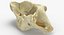 Vertebre cervicali Real Sus Domesticus Sus Domesticus C1 Atlas 01
