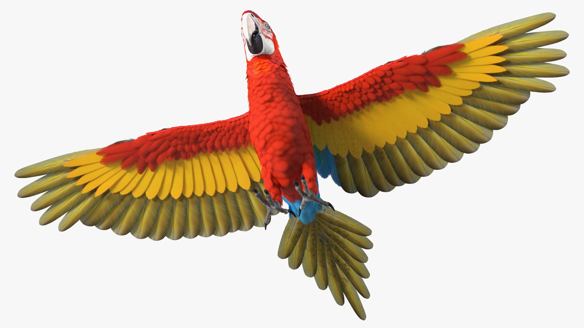 Red and Green Macaw Parrot Rigged 3D model https://p.turbosquid.com/ts-thumb/6k/9GbNJ4/1D/redandgreenmacawparrotrigged3dsmodel026/jpg/1629404815/1920x1080/fit_q87/29cafaf92b36fd7cebdeef83296e6950e45464a5/redandgreenmacawparrotrigged3dsmodel026.jpg