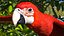 Perroquet ara rouge et vert truqué