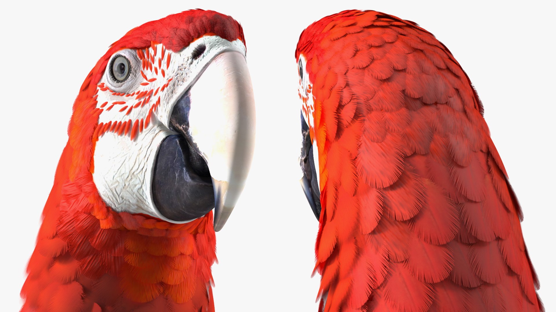 Red and Green Macaw Parrot Rigged 3D model https://p.turbosquid.com/ts-thumb/6k/9GbNJ4/6o/redandgreenmacawparrotrigged3dsmodel018/jpg/1629404798/1920x1080/fit_q87/f62d4fbb6ccb19e853e0ee8c98da3c6e1ec65fe6/redandgreenmacawparrotrigged3dsmodel018.jpg