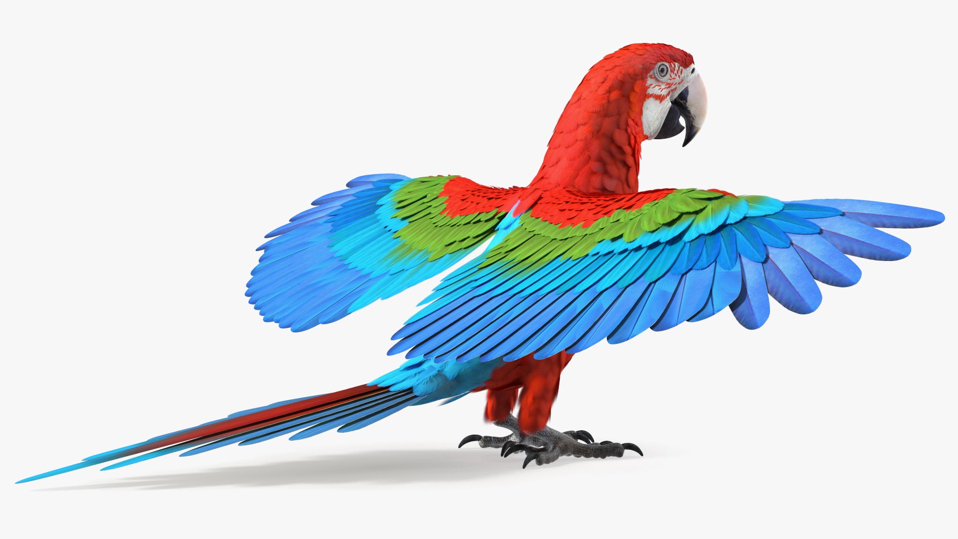 Red and Green Macaw Parrot Rigged 3D model https://p.turbosquid.com/ts-thumb/6k/9GbNJ4/Bv/redandgreenmacawparrotrigged3dsmodel022/jpg/1629404806/1920x1080/fit_q87/9e1afd4384db84e7373992c8bbe857fe9bfb1134/redandgreenmacawparrotrigged3dsmodel022.jpg