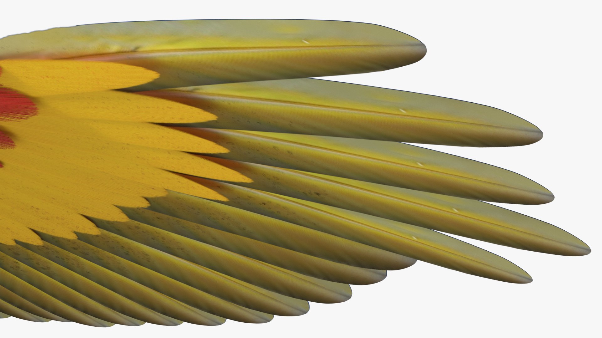 Red and Green Macaw Parrot Rigged 3D model https://p.turbosquid.com/ts-thumb/6k/9GbNJ4/Cy/redandgreenmacawparrotrigged3dsmodel029/jpg/1629404822/1920x1080/fit_q87/ed9fe1f2e53f009cc9fbdc0fd2d6f6c67768e592/redandgreenmacawparrotrigged3dsmodel029.jpg